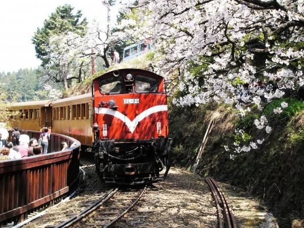 阿里山鐵道不是風景線，是殖民的經絡，是森林的傷痕，也是運輸過夢與勞動的軌道。（資料照）