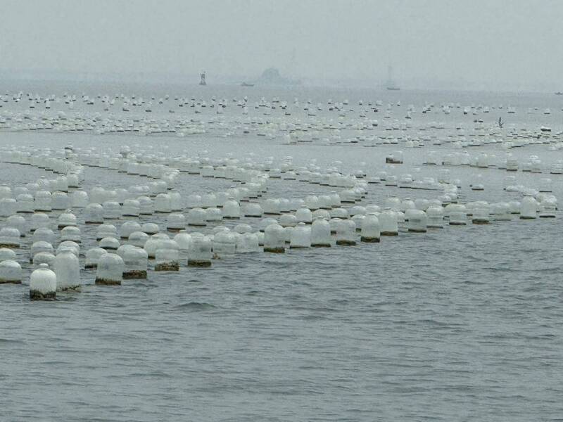 養殖戶在金門、廈門海域「中線」附近養蚵，龐大的蚵棚面積約七十公頃。（金門縣政府提供）