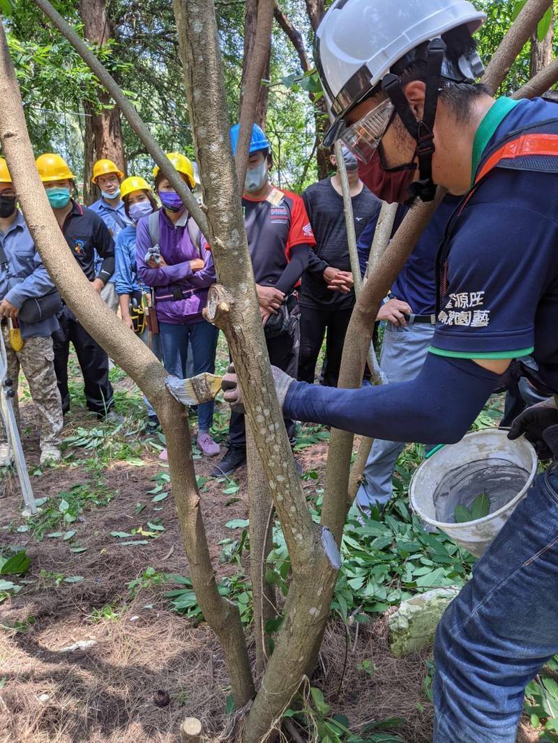 台南市政府舉辦景觀樹木修剪技術認證研習，需取得證照才能修剪樹木，成為「護樹使者」。（台南市工務局提供）