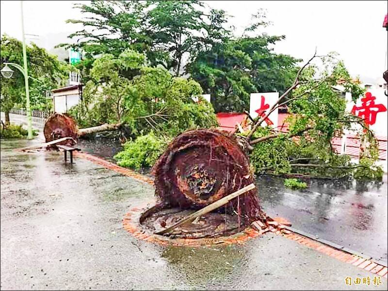 路樹僅中央有樹穴，周邊都被水泥蓋住，外圈僅有狹窄空間供根系生長，立地環境不佳才會受風傾倒。（資料照）