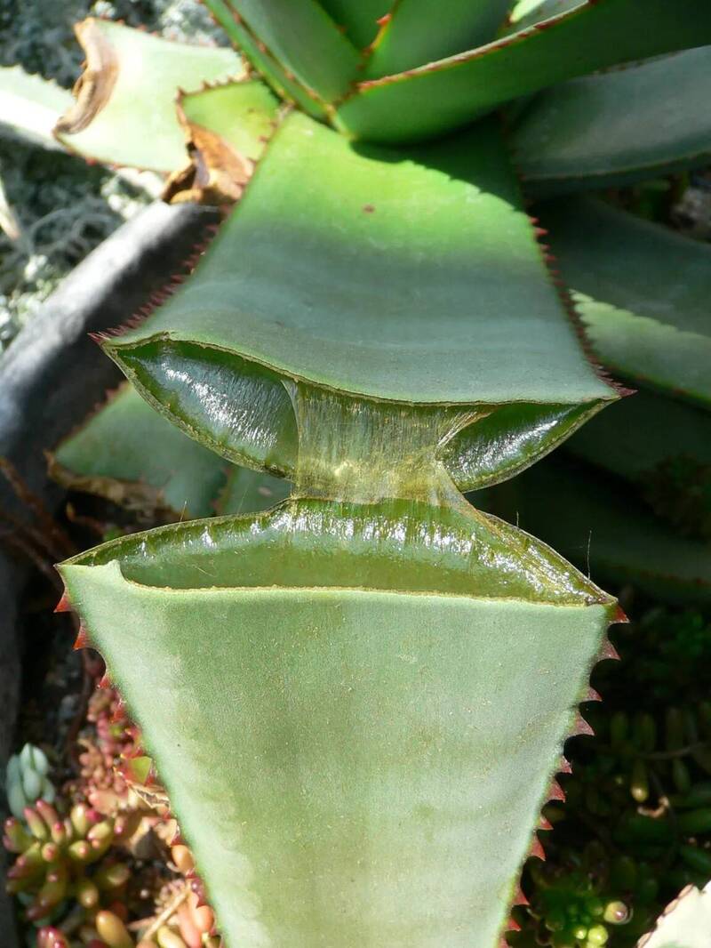 研之有物》大象的膽在哪？一場結合中醫、天象與解剖的古代醫學想像（中）