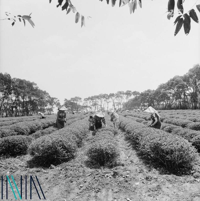 檔案瑰寶》林口的蛻變：從茶園、磚廠到新市鎮崛起