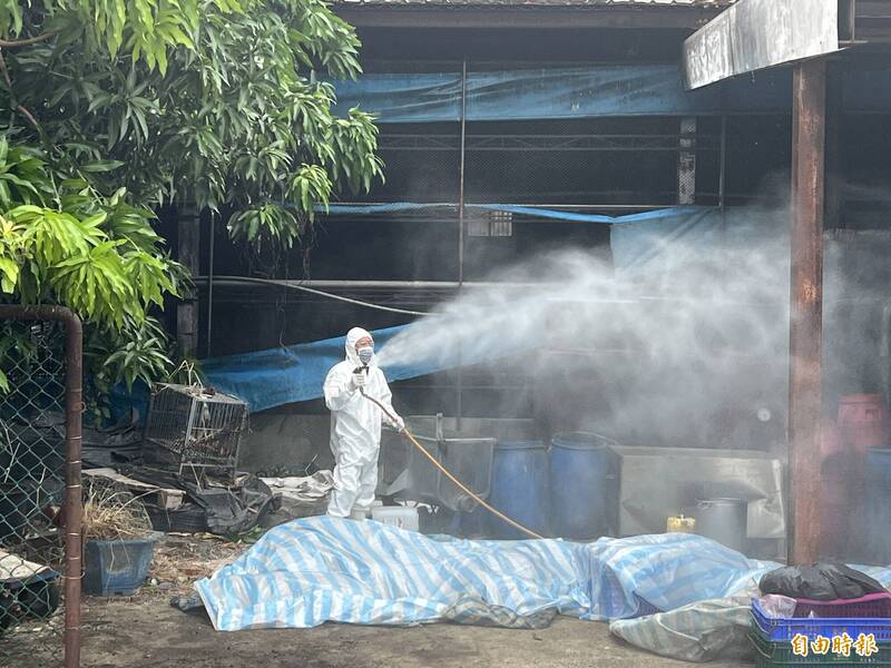 2025年10月22日在台中發現台灣首例非洲豬瘟。圖為防疫人員進行豬隻消毒撲殺。（記者廖耀東攝）