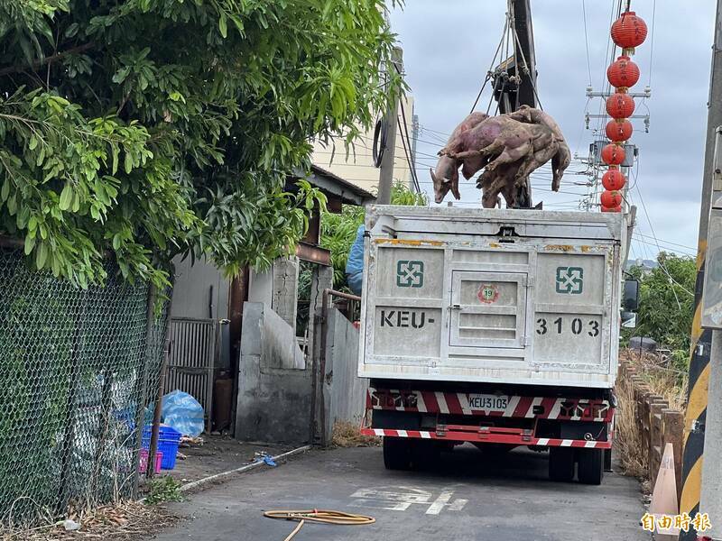 因為非洲豬瘟的潛伏期，就是一到兩週（ 9 到 14 天）！台中市府一拖再拖，錯過黃金時間。（資料照）