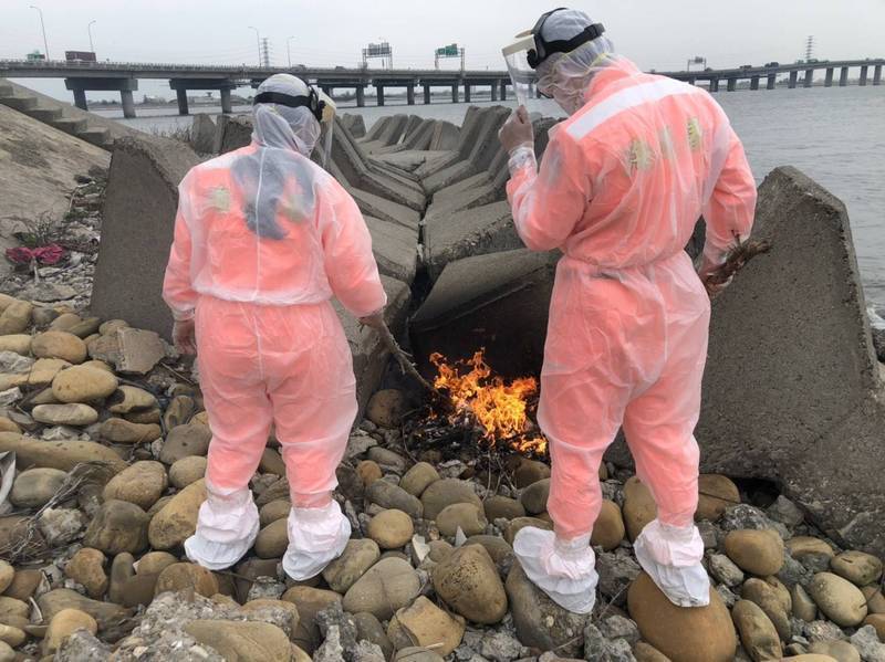 海巡署在彰化洋仔厝大排發現1頭死豬，緊急聯繫動防所處置，並於採樣後全副武裝焚屍及消毒。 （資料照，記者翻攝）