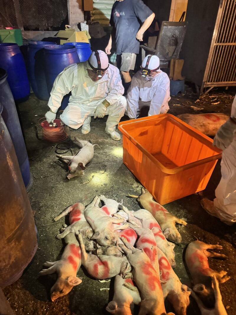 台中梧棲廚餘養豬場爆發非洲豬瘟，該案場豬隻已全數撲殺。（防檢署提供）