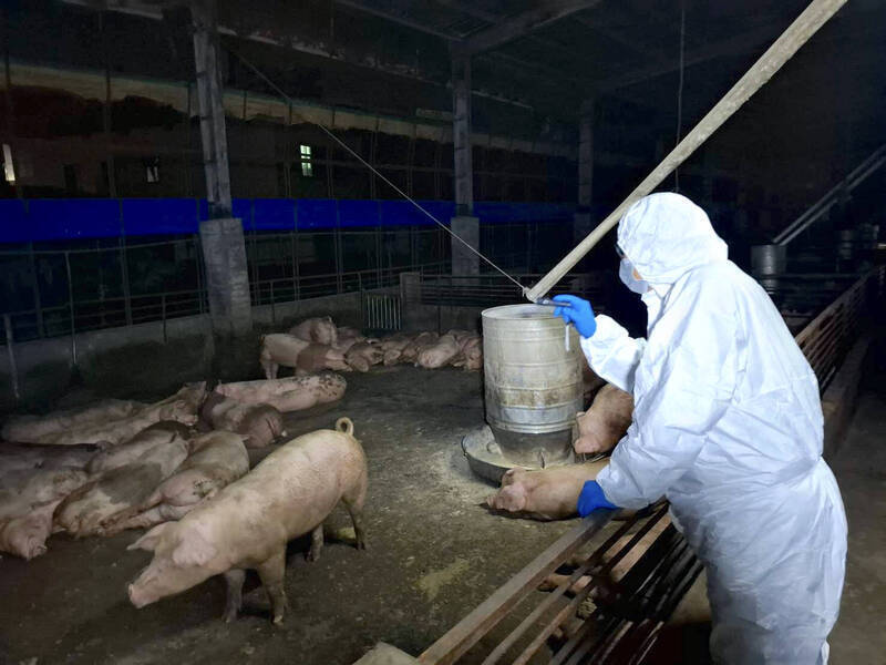 台中市梧棲區一處養豬場驗出非洲豬瘟病毒，讓台灣苦守7年防線破功，中市府近日緊急撲殺豬隻。（中市府提供）