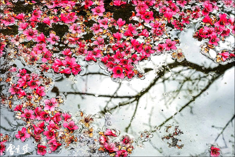 水中開花的樹（曾進發作品）