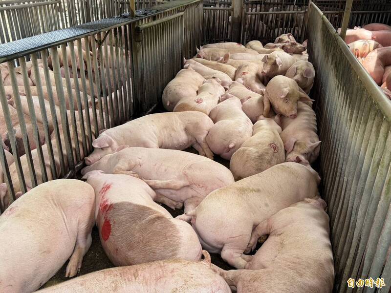 近期台中梧棲養豬場爆發的非洲豬瘟，讓人看到了台中市長盧秀燕荒腔走板的善後能力。（資料照）