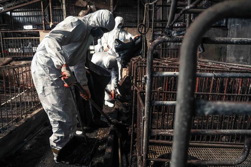 梧棲案例豬場髒亂遠超過預期，尤其豬糞與污水結成厚達10公分的污泥層，出動上百人次國軍與化學兵現場清消超過24小時才完成。（軍方提供）