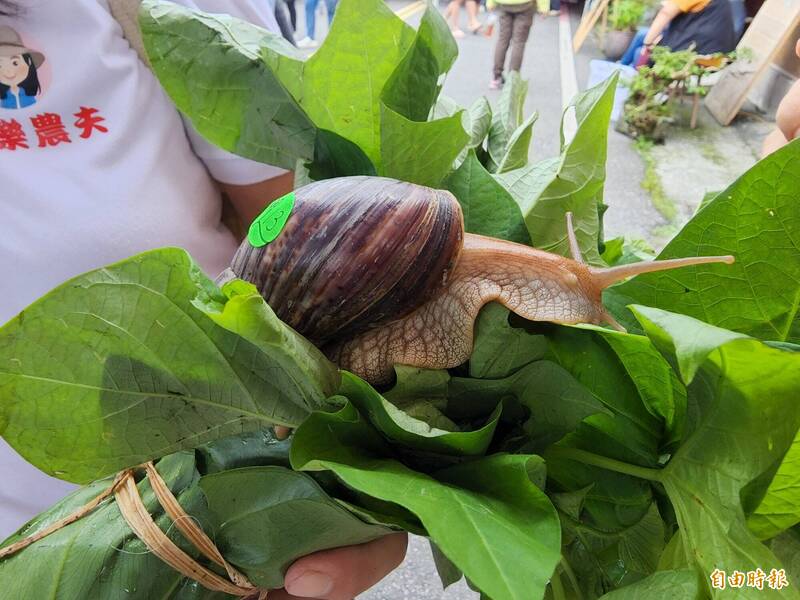 1955年，為壓制農業害蟲「非洲大蝸牛」，人為引進肉食性的玫瑰狼蜒蝸牛作為天敵；示意圖。（資料照）