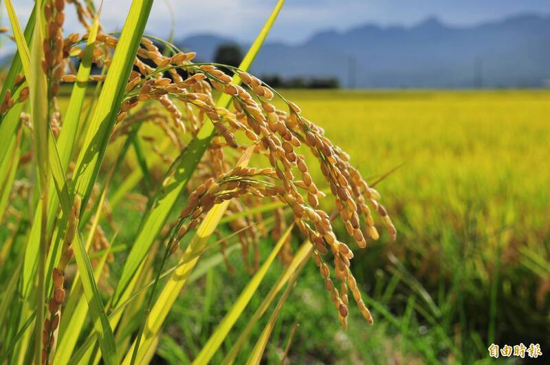自由開講》花蓮農業 轉型契機中的隱形挑戰