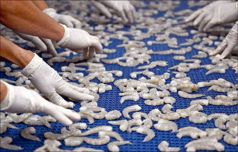 宏都拉斯三月間宣布與我國斷交，轉與中國建交，但中國遲未批准宏國白蝦進口，讓當地養蝦業者憂心忡忡。（法新社檔案照）