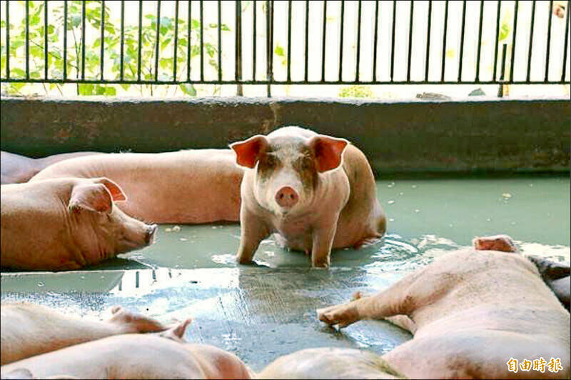 非洲豬瘟攸關整個台灣畜牧產業的生死，這不是市長可以用語言遊戲輕輕帶過的事；示意圖。（資料照）