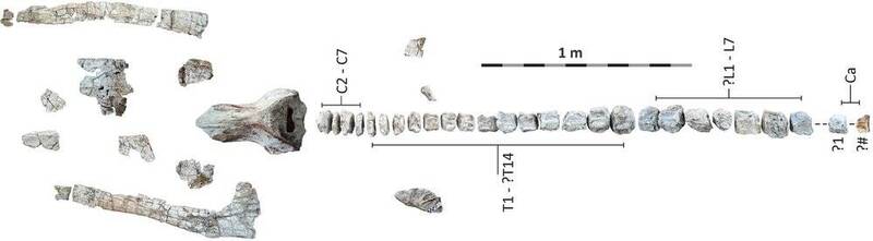 新大地鯨魚（Echericetus novellus）的模式標本。（取自貼文）