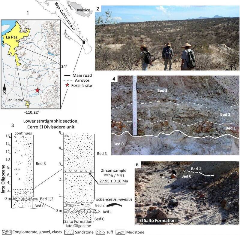 發現新大地鯨魚（Echericetus novellus）的地點與其野外環境。（取自貼文）