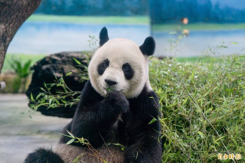 圓圓與圓仔一家最快於2027年將面臨續約選擇。（資料照）