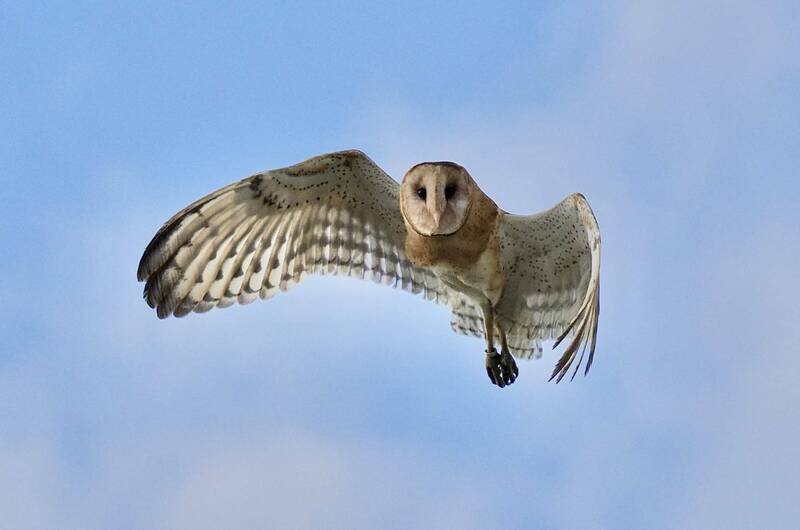 草鴞為台灣特有亞種，也是瀕危的一級保育類野鳥。（資料照，台南鳥會提供）