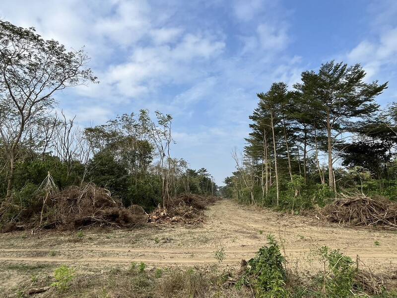 鳥友發現沙崙農場樹林被大面積砍伐，質疑做法太粗糙。（資料照，劉姓鳥友提供）