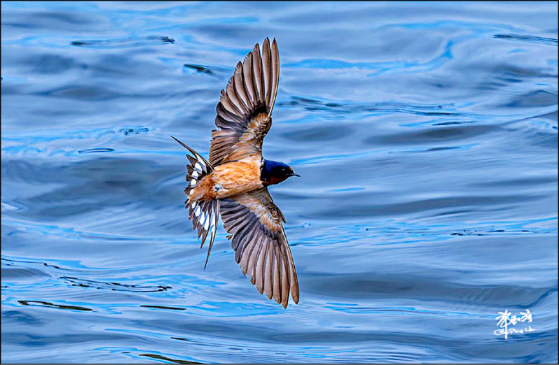 （許釗滂作品）