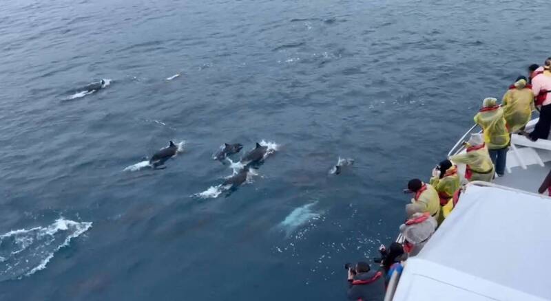 將「鯨豚」納入新版鈔券的視覺主題，更能指出台灣在全球生物多樣性版圖中不可替代的座標；示意圖。 （賞鯨業者提供）