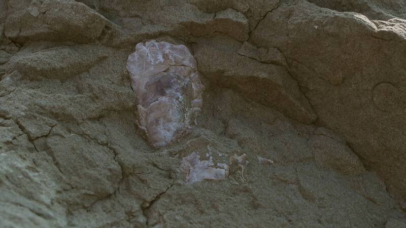 桃園市大溪區的山豬湖園區可見生痕化石。（資料照，桃園市水務局提供）