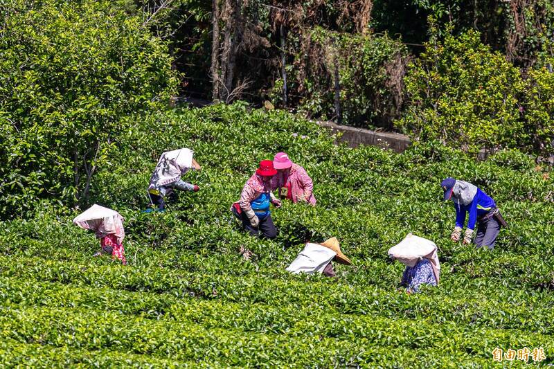 南投名間鄉是國內最大茶產區，有茶鄉美譽。（資料照）