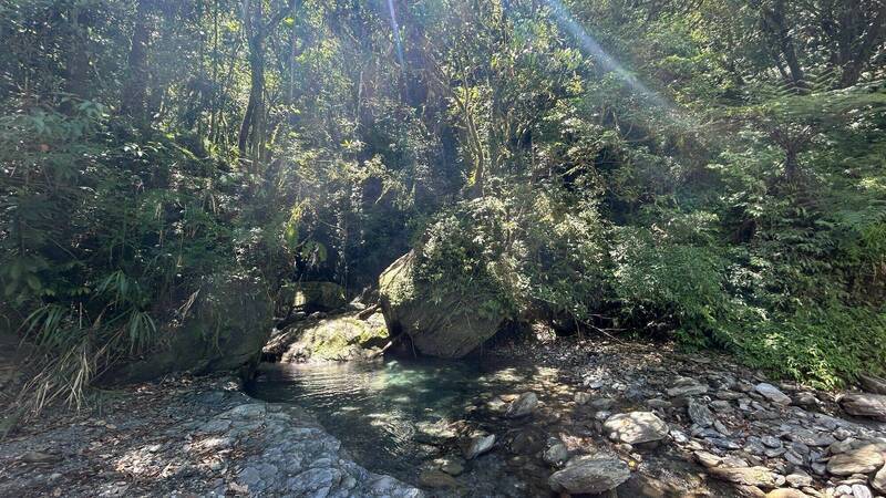 黑熊又回來，是因為山林早已不再完整。新的野放地點在中海拔森林，食物豐富，距離養雞場直線距離約30公里。（林保署花蓮分署提供）