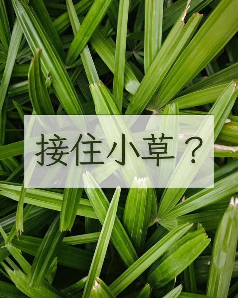 沈榮欽國際視野》接住小草 ？