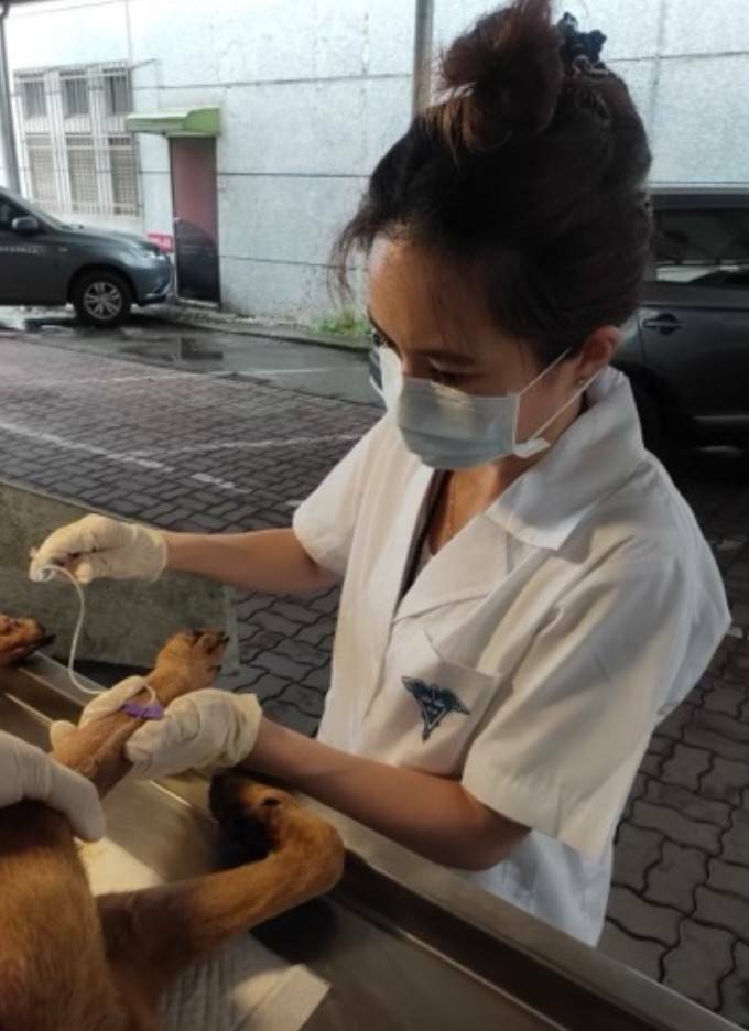 動物保護藥品品項卻僅占管理辦法人用藥品品項約29%，致部分飼主及獸醫師擔憂未來動物無藥可用之危機；示意圖。（資料照，嘉義縣家畜疾病防治所提供）
