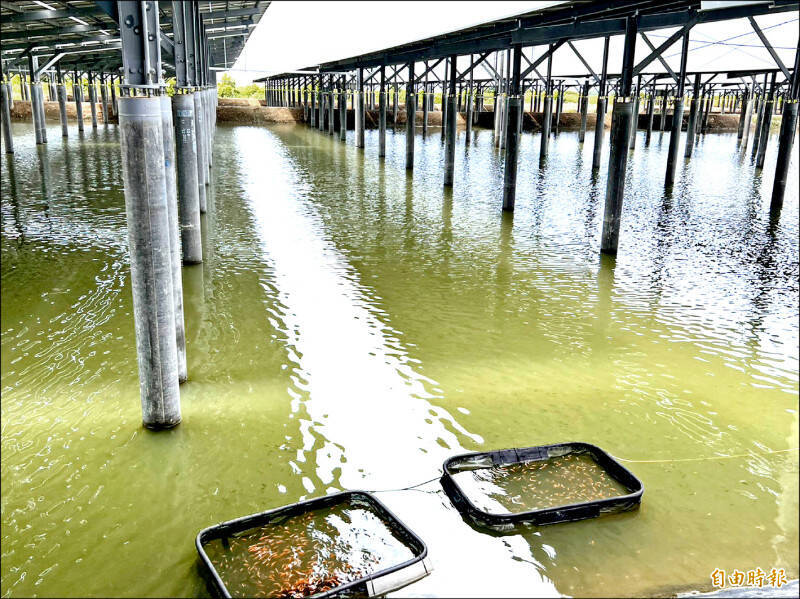 台灣多數光電案場屬於民間投資，並非由台電或政府直接出資；漁電共生示意圖。（資料照）