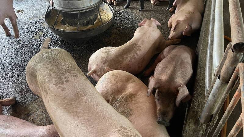 若發現動物攝食量/飲水量下降、育成率異常或死亡率增加，請立即通報所在地動物防疫機關。（資料照，新北市動保處提供）