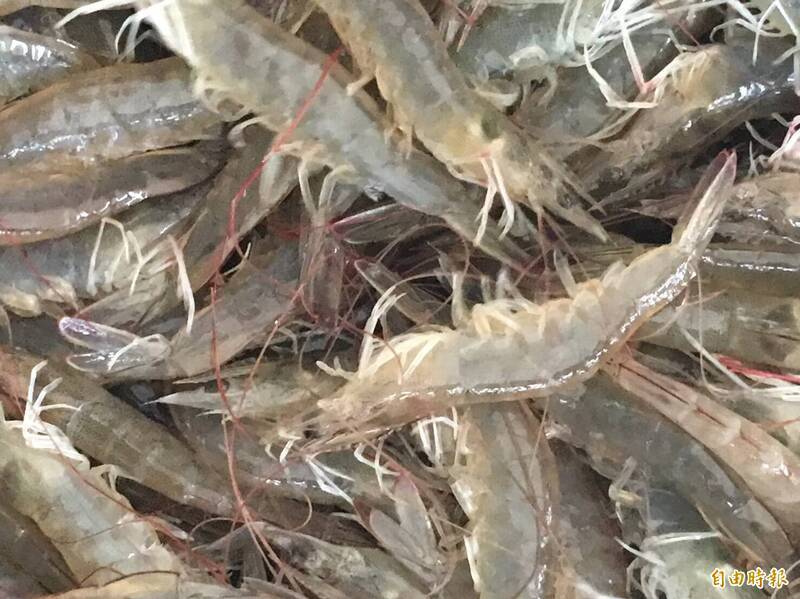 宏都拉斯為了獲得中國的貿易利益，2023年跟台灣斷交，卻先嘗到對台灣出口白蝦崩跌的惡果。（資料照）