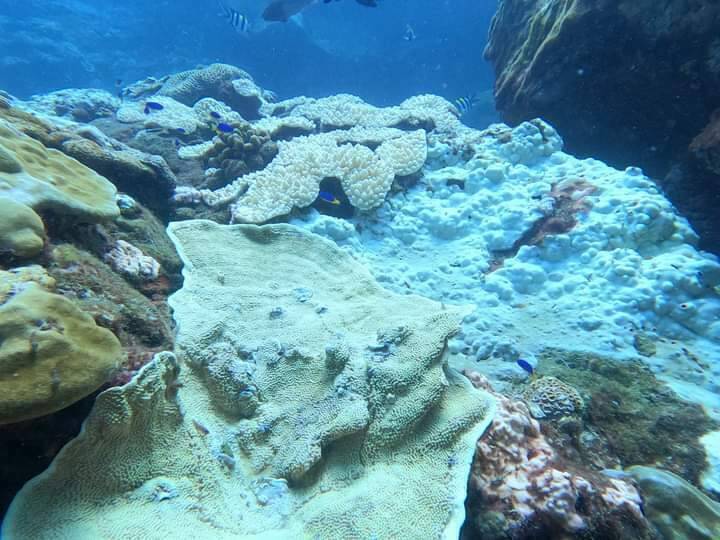 近年全球暖化嚴重，導致珊瑚大面積白化；圖為澎湖西吉島珊瑚出現大片白化跡象。（陳盡川提供）