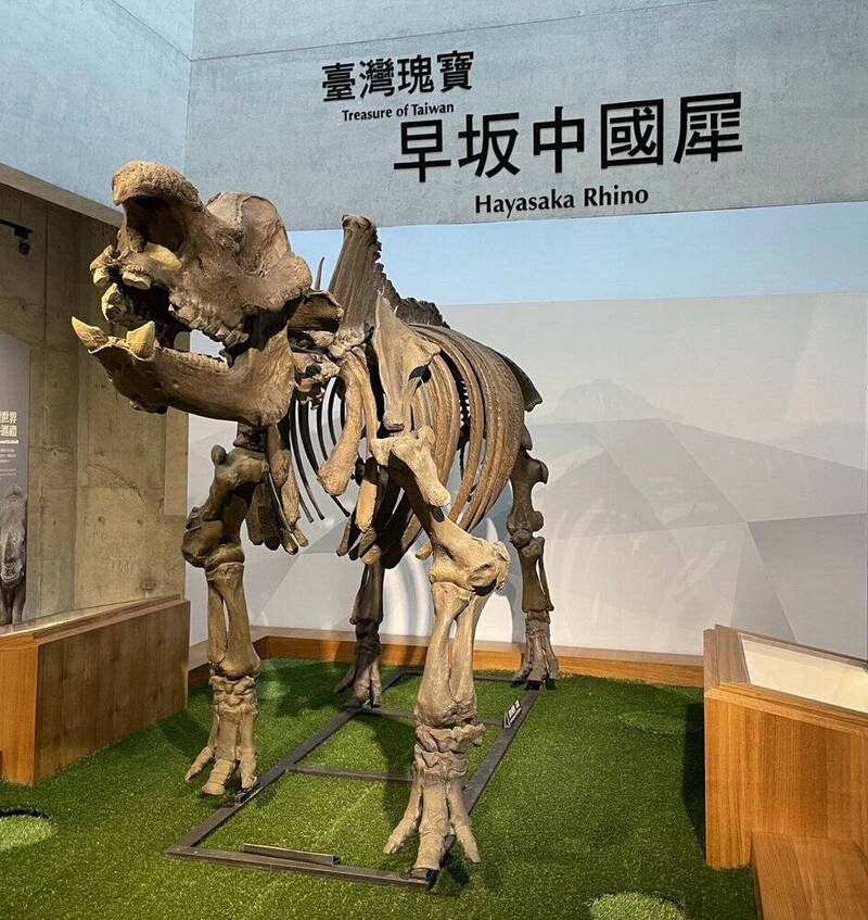 古生物研究》重獲台灣古生物特有物種：「早坂島犀」的模式標本