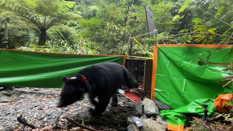 自由開講》被抓回來的黑熊 與被抓住的山林