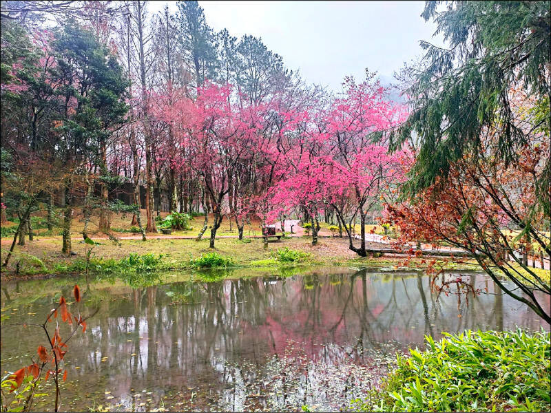 自由開講》櫻花之外 看見奧萬大的生物多樣性