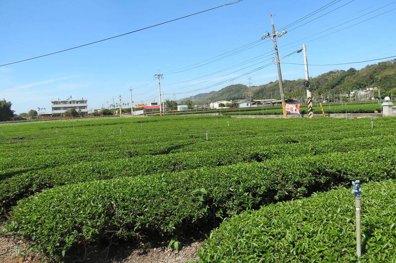 自由開講》從狹山到南投：茶鄉與科技共存的第三條路