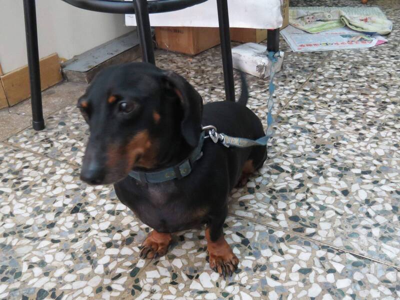 自由開講》從晶片到病歷：打造毛小孩醫療資訊共享的最後一哩路