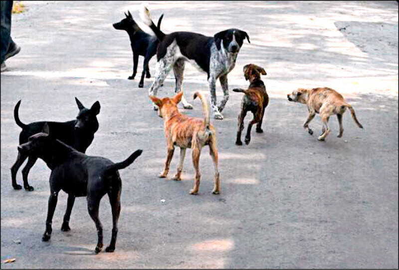 自由開講》當善意沒有責任：餵食，誰在承擔後果