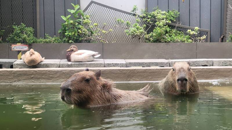 自由開講》當制度允許展示與繁殖 展演動物注定成為市場的棄子