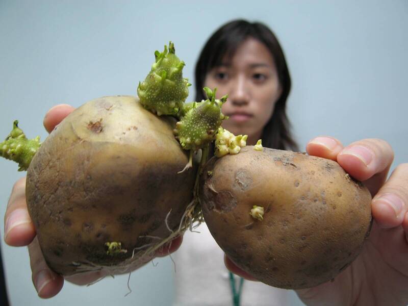 自由開講》別把發芽馬鈴薯炒成藍綠互罵的食安鬧劇