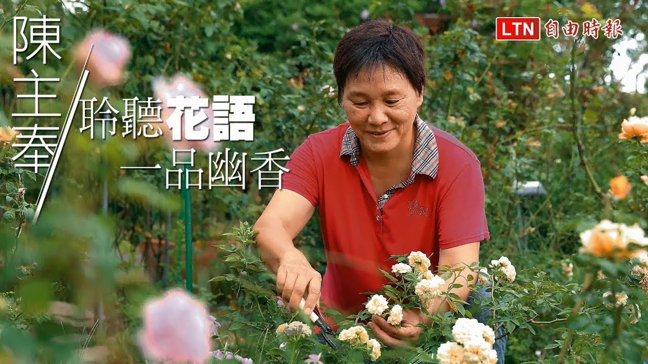 台北玫瑰園幕後推手 玫瑰媽媽陳主奉
