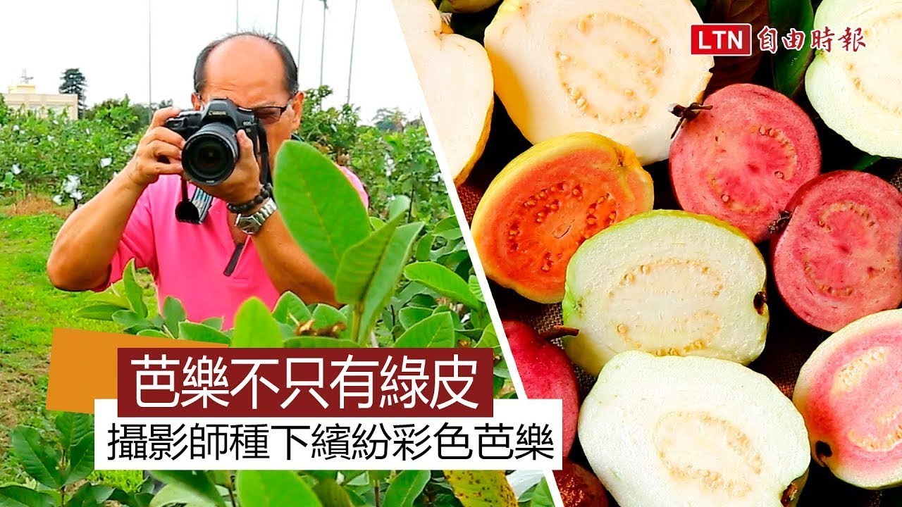 誰說芭樂只有綠皮？攝影師種下不一樣的彩色芭樂