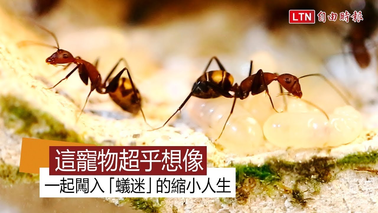 這寵物超乎想像！一起闖入「蟻迷」的縮小人生