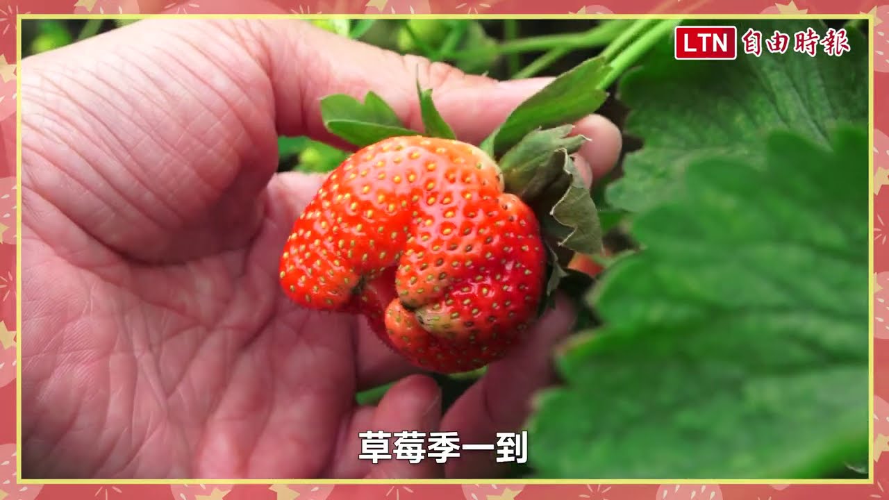 採草莓前先看氣象！3 種天氣分別「甜、淡、酸」達人傳授毛巾測甜法