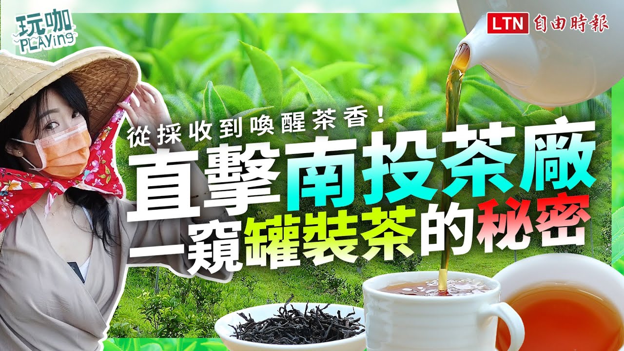 你喝的「罐裝茶」是真茶葉？直擊南投茶廠　從採收到製程大公開
