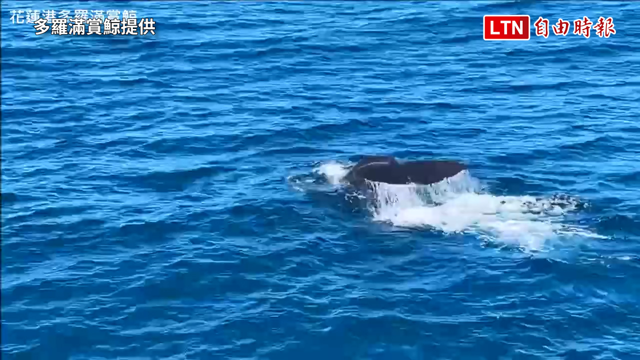 入夏抹香鯨群頻繁出沒花蓮外海 國高中生暑期鯨豚聲紋研究免費報名